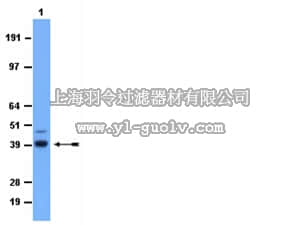 merck millipore,默克密理博,AB3725,Anti-PTF1A Antibody