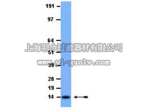 merck millipore,默克密理博,AB3737,Anti-RBX1 Antibody