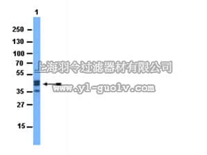 merck millipore,默克密理博,AB3743,Anti-OSTERIX;100 µg Antibody