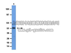 merck millipore,默克密理博,AB3749,Anti-mGCM1 Antibody