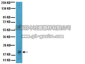 merck millipore,默克密理博,AB3786,Anti-Prosurfactant Protein C (proSP-C) Antibody