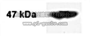 merck millipore,默克密理博,AB4235,Anti-AMACR Antibody
