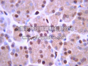 merck millipore,默克密理博,AB4326,Anti-ISL-1 Antibody