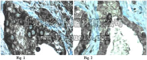 merck millipore,默克密理博,AB4330,Anti-DDX4 (Vasa) Antibody
