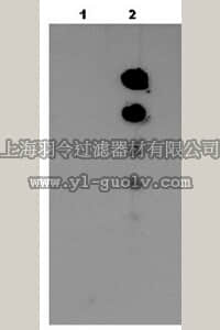 merck millipore,默克密理博,AB4332,Anti-acetyl-MVH (Lys405) Antibody