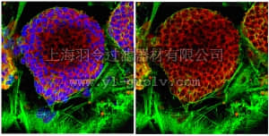 merck millipore,默克密理博,AB4334,Anti-NODAL Antibody