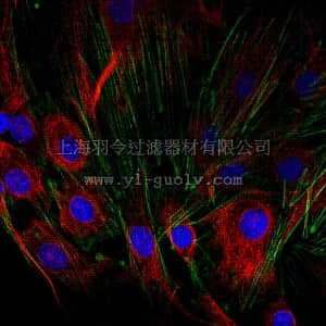 merck millipore,默克密理博,AB4336,Anti-SCA-1 Antibody merck millipore,默克密理博,AB4336,Anti-SCA-1 Antibody