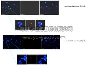 merck millipore,默克密理博,AB4340,Anti-Zscan4 Antibody