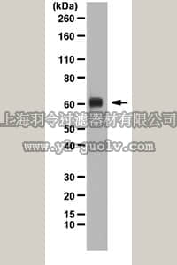 merck millipore,默克密理博,AB4350,Anti-PRDM14 Antibody