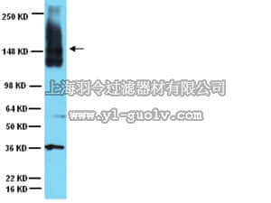 merck millipore,默克密理博,AB5032,Anti-Neural Cell Adhesion Molecule Antibody
