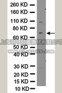 merck millipore,默克密理博,AB5062P,Anti-Vesicular GABA Transporter (VGAT) Antibody