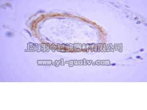 merck millipore,默克密理博,AB5078P,Anti-Beta-Amyloid 1-42 Antibody