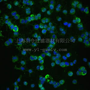 merck millipore,默克密理博,AB5320A4,Anti-NG2, Alexa Fluor488 Conjugate Antibody