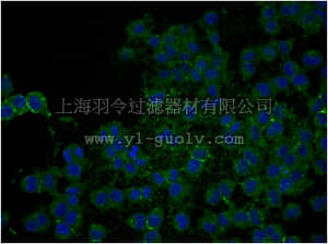 merck millipore,默克密理博,AB5320B,Anti-NG2 Chondroitin Sulfate Proteoglycan, Biotin Conjugate Antibody