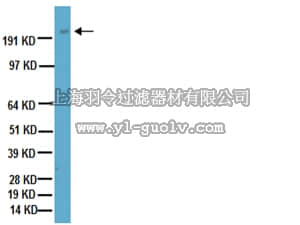 merck millipore,默克密理博,AB5320,Anti-NG2 Chondroitin Sulfate Proteoglycan Antibody