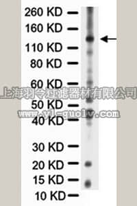 merck millipore,默克密理博,AB5382,Anti-Nitric Oxide Synthase II Antibody