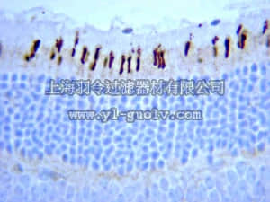 merck millipore,默克密理博,AB5405,Anti-Opsin Antibody, Red/Green