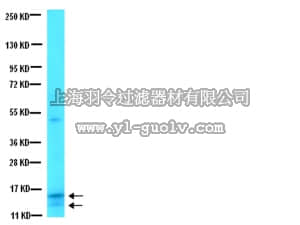 merck millipore,默克密理博,AB5494,Anti-Somatostatin Antibody