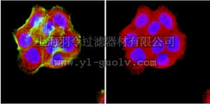 merck millipore,默克密理博,AB5511,Anti-Opioid Receptor Antibody, µ, pain