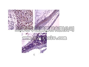 merck millipore,默克密理博,AB5535,Anti-Sox9 Antibody