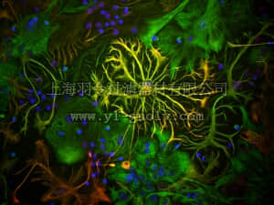 merck millipore,默克密理博,AB5541,Anti-Glial Fibrillary Acidic Protein Antibody