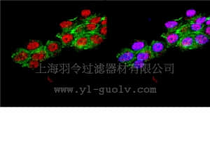 merck millipore,默克密理博,AB5684,Anti-Neurogenin-3 Antibody, a.a. 80-93 of mouse Neurogenin-3.