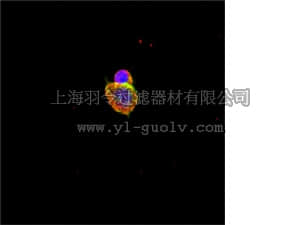 merck millipore,默克密理博,AB5688,Anti-NeuroD 2 Antibody