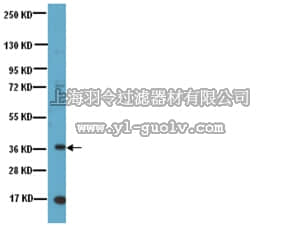 merck millipore,默克密理博,AB5731,Anti-Nanog Antibody, NT