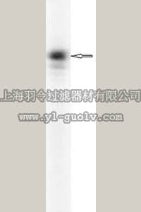 merck millipore,默克密理博,AB5779,Anti-Striatin Antibody