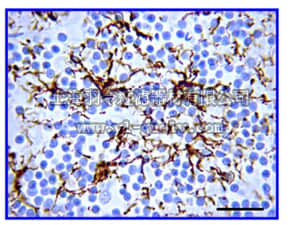 merck millipore,默克密理博,AB5804,Anti-Glial Fibrillary Acidic Protein (GFAP) Antibody