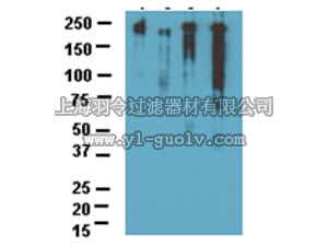 merck millipore,默克密理博,AB5888,Anti-NOGO A Antibody