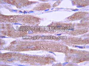 merck millipore,默克密理博,AB5932,Anti-Potassium Channel KvLQT1 Antibody, CT