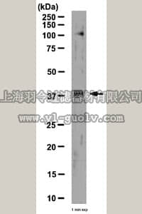 merck millipore,默克密理博,AB5934,Anti-Sox1 Antibody