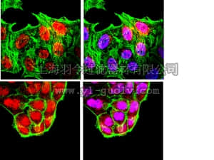 merck millipore,默克密理博,AB5945,Anti-Brn-3a Antibody
