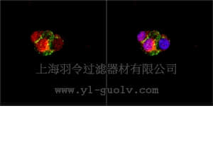 merck millipore,默克密理博,AB5995,Anti-Olig3 Antibody