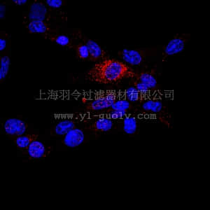 merck millipore,默克密理博,AB6000,Anti-TIMP-3 Antibody, CT