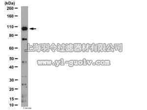 merck millipore,默克密理博,AB6001,Anti-MMP-9 Antibody, NT