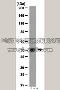 merck millipore,默克密理博,AB6002,Anti-MMP-1 Antibody, hinge region