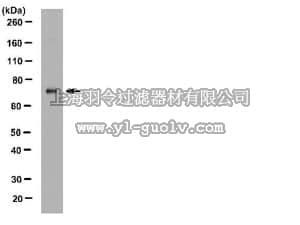 merck millipore,默克密理博,AB6003,Anti-MMP-2 Antibody, hinge region