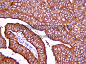 merck millipore,默克密理博,AB6005,Anti-MT1-MMP Antibody, catalytic domain