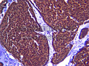 merck millipore,默克密理博,AB6008,Anti-MMP-9 Antibody, Hinge region