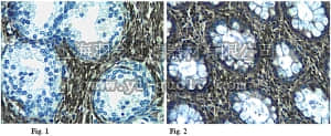 merck millipore,默克密理博,AB6014,Anti-MMP-9 Antibody, CT