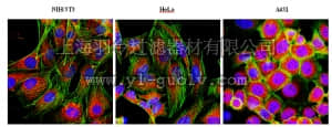 merck millipore,默克密理博,AB6016,Anti-F-actin-capping protein subunit alpha-1 Antibody