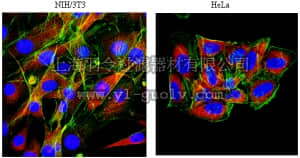 merck millipore,默克密理博,AB6020,Anti-MAP4 Antibody merck millipore,默克密理博,AB6020,Anti-MAP4 Antibody