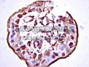 merck millipore,默克密理博,AB6021,Anti-Stabilin-1 Antibody, CT