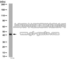 merck millipore,默克密理博,AB6022,Anti-beta Arrestin 2 Antibody
