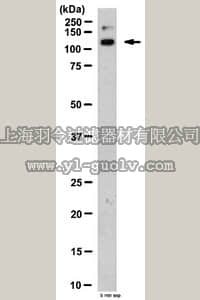 merck millipore,默克密理博,AB6030,Anti-Integrin alpha 10 (ITGA10) Antibody