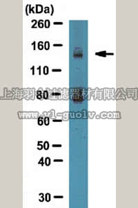 merck millipore,默克密理博,AB6031,Anti-Integrin alpha-11 Antibody