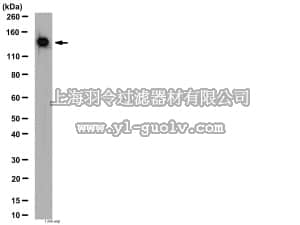 merck millipore,默克密理博,AB6039,Anti-Vinculin Antibody
