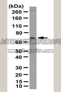 merck millipore,默克密理博,AB6040,Anti-RanBP10 Antibody